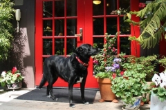 mendocino-hotel-resort-pet-friendly-8