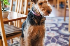 mendocino-hotel-resort-pet-friendly-9
