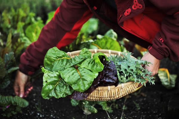 mendocino-hotel-resort-vacation-packages-12 mendocino vacation packages: gardening